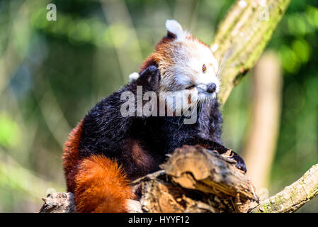 Cute small panda scratching itself and relaxing in the sun Stock Photo