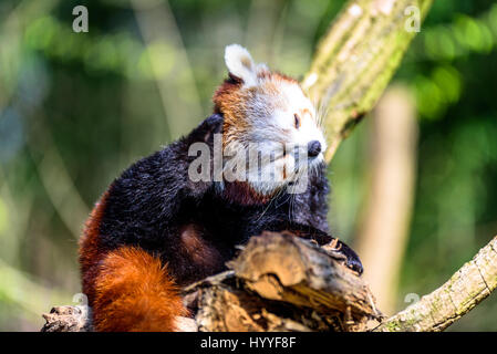 Cute small panda scratching itself and relaxing in the sun Stock Photo