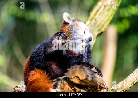 Cute small panda scratching itself and relaxing in the sun Stock Photo