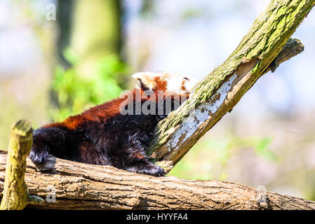 Cute small panda scratching itself and relaxing in the sun Stock Photo