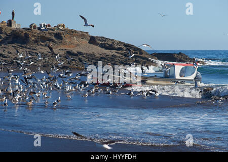 Fishing boat coming ashore on the sandy beach in the fishing village of Curanipe, Chile. Stock Photo