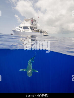 Oceanic White Tip Shark Under a Boat in the Bahamas Stock Photo