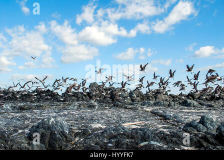 Seagulls on the rocky beach and clouds Stock Photo