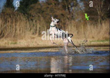 jumping Great Dane Stock Photo