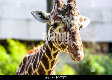 Giraffe being fed in a zoo and making funny faces Stock Photo