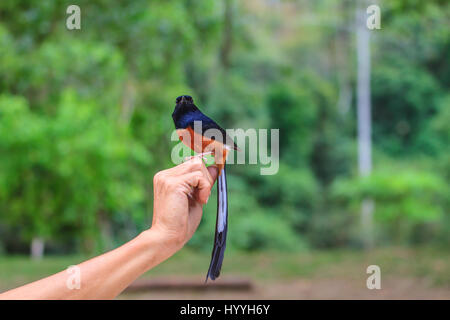 male White-rumped Shama (Copsychus malabaricus) standing on hand Stock Photo