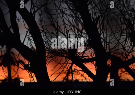 Beautiful silhoutte of a dead tree with blue and red sunset gradient colors in the background. Stock Photo