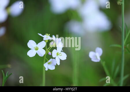 Blühendes Wiesen-Schaumkraut Stock Photo