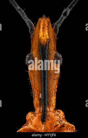 Extreme macro portrait of a Milkweed Assassin bug (Zelus annulosus). The Milkweed Assassin is considered for its potential as biocontrol agent in inte Stock Photo