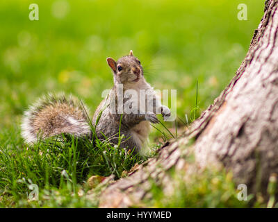 Squirrel in La Fontaine Park Stock Photo