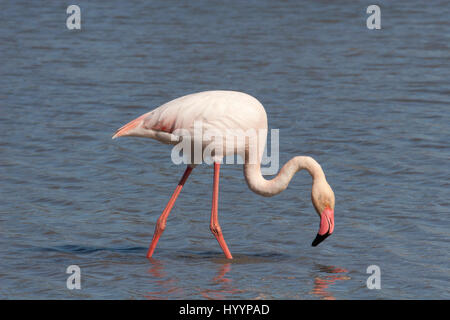 Greater Flamingo (Phoenicopterus roses) wading and feeding in Camargue wetland, southern France Stock Photo