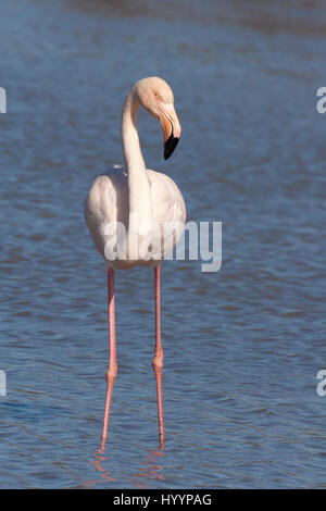 Greater Flamingo standing in Camargue wetland pond (Phoenicopterus roseus) Stock Photo