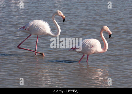 Greater Flamingo pair (Phoenicopterus roseus) in Camargue lagoon Stock Photo