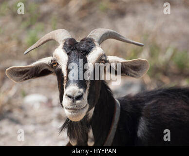 Domestic goat on Santorini island Stock Photo