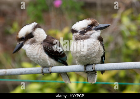 Juvenile Kookaburras sitting on a Hills Hoist (clothes line) Palm Beach New South Wales Australia Stock Photo