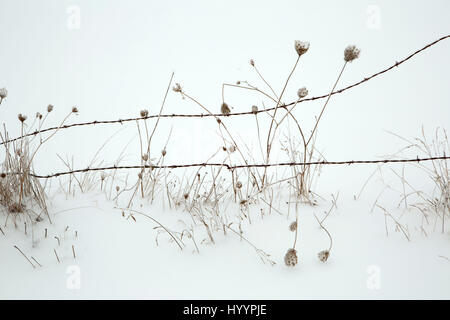 Queen Anne's lace (Daucus carota) with fence in snow, Marion County, Oregon Stock Photo