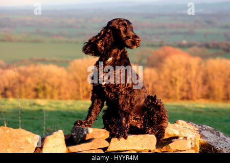 Show Cocker Spaniel sitting on a wall. English Countryside View Stock Photo