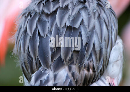 Chilean Flamingo Juvenile, Phoenicopterus chilensis Stock Photo
