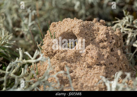 Kotwespe, am Nest, Nesthaufen, Mellinus arvensis, Grabwespe, field digger wasp Stock Photo