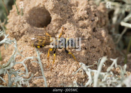 Kotwespe, am Nest, Nesthaufen, Mellinus arvensis, Grabwespe, field digger wasp Stock Photo