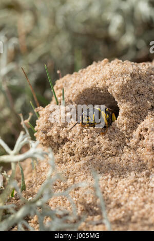 Kotwespe, am Nest, Nesthaufen, Mellinus arvensis, Grabwespe, field digger wasp Stock Photo