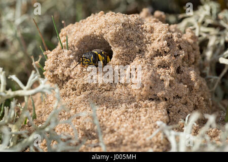 Kotwespe, am Nest, Nesthaufen, Mellinus arvensis, Grabwespe, field digger wasp Stock Photo