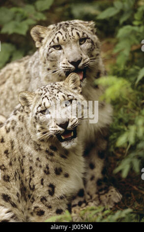 Schneeleopard, Schnee-Leopard, Irbis, Panthera uncia, Uncia uncia, snow leopard, L'once, irbis, panthère des neiges, léopard des neiges Stock Photo