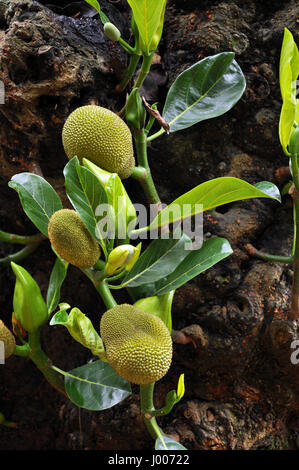 Baby jackfruit fruits growing on a tree Stock Photo