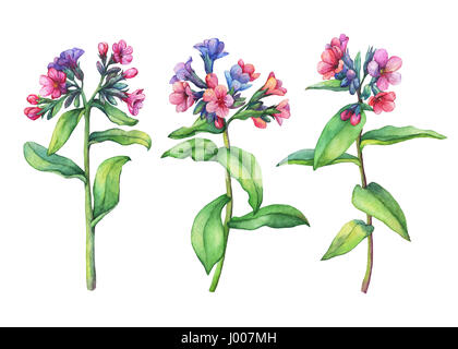 Set of first spring wild flowers - Dark lungwort medicinal (Pulmonaria officinalis). Hand drawn watercolor painting on white background. Stock Photo