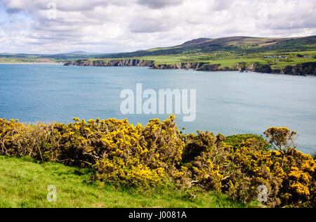 Gorse flowers line clifftops above the sea at Newport Bay, seen from Dinas Head in the Pembrokeshire Coast National Park, Wales. Stock Photo