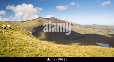 Sheep graze on moorland above the Conor Pass through the mountains of Ireland's Dingle Peninsula, with the spectacular view of Brandon Mountain and th