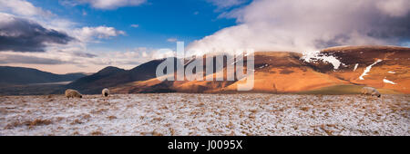 A sheep in a snow-covered field on the mountain of Latrigg, with Skiddaw mountian rising behind, in the English lake district. Stock Photo
