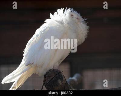 Jacobean pigeon is one of the oldest breeds Stock Photo