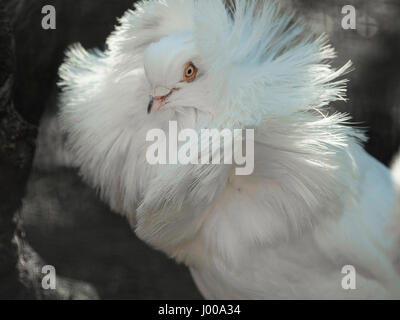 Jacobean pigeon is one of the oldest breeds Stock Photo