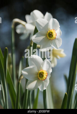 Narcissus 'Capability Brown' Stock Photo