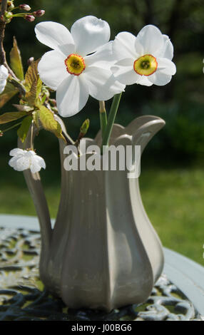 Narcissus Capability Brown & Nacissus Poeticus Stock Photo