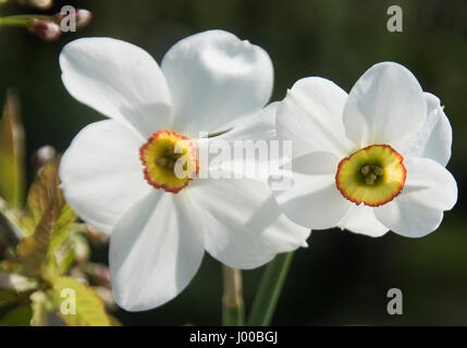 Comparing the new hybrid Narcissus 'Capability Brown' (right) with the much older Narcissus Poeticus (left) Stock Photo