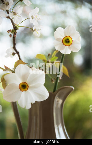 The new Narcissus Capability Brown is smaller compared to the older Narcissus Poeticus but longer-lasting Stock Photo