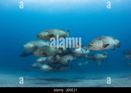 Atlantic goliath grouper Epinephelus itajara or Jewfish spawning aggregation Stock Photo