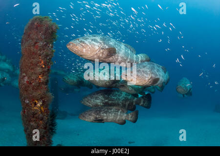 Atlantic goliath grouper Epinephelus itajara or Jewfish spawning aggregation Stock Photo