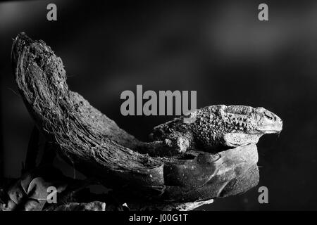 Monochrome macro portrait of an asian toad Stock Photo
