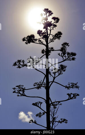 Silhouette of tall Agave americanum flower spike covered in spiderwebs with sun shining behind against a blue sky. Also called the Century Plant. Stock Photo