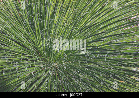 Close up of the green leaves and curly white fibres of Agave filifera, the thread leaf Agave. Native to central Mexico. Stock Photo