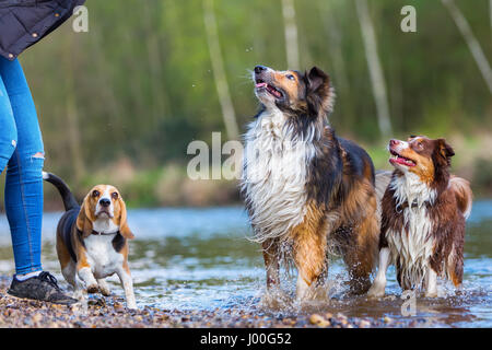 young woman playing with a Beagle, a Collie-Mix and an Australian Shepherd dog at a river Stock Photo