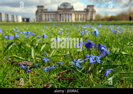 Berlin, Germany. 8th Apr, 2017. Ageratum blossom in front of the Reichstag building in Berlin, Germany, 8 April 2017. Photo: Maurizio Gambarini/dpa/Alamy Live News Stock Photo