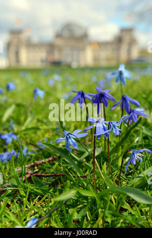 Berlin, Germany. 8th Apr, 2017. Ageratum blossom in front of the Reichstag building in Berlin, Germany, 8 April 2017. Photo: Maurizio Gambarini/dpa/Alamy Live News Stock Photo