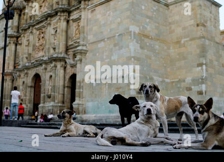 Oaxaca City, Oaxaca, Mexico. 8th Apr, 2017. Stray dogs sit in front of the main Catedral at El Zocalo Park in Oaxaca City on March 27, 2017 in Oaxaca. Credit: Sandy Huffaker/ZUMA Wire/Alamy Live News Stock Photo