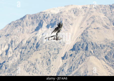 Black & white Andean condor (Vultur gryphus) with outstretched wings soaring at Condor’s Cross, Colca Canyon, Caylloma Province, Arequipa Region, Peru Stock Photo