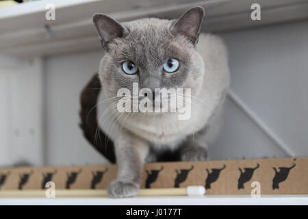 Blue Siamese Cat gray color  - with a blue eyes, Looking at the camera Stock Photo