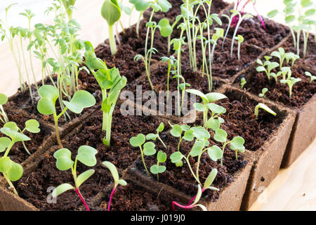 Rows of young fresh seedlings of various herbs and vegetables in peat pots Stock Photo